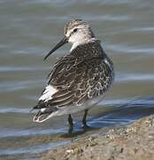 Curlew Sandpiper