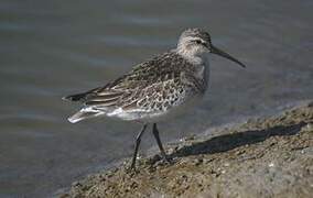 Curlew Sandpiper