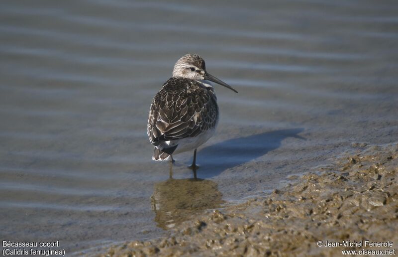 Bécasseau cocorli