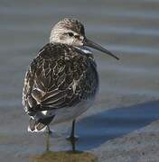 Curlew Sandpiper