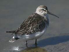 Curlew Sandpiper