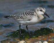 Bécasseau sanderling