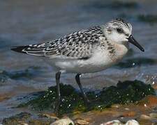 Sanderling