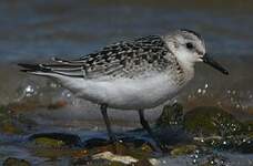 Bécasseau sanderling