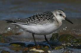 Bécasseau sanderling