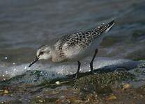 Bécasseau sanderling