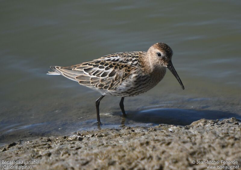 Bécasseau variable