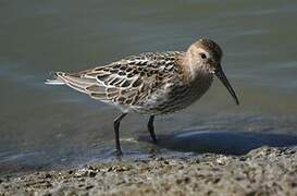 Dunlin