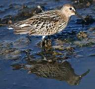 Dunlin