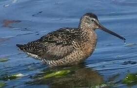 Short-billed Dowitcher