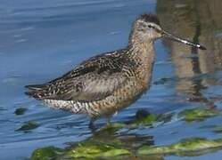 Short-billed Dowitcher