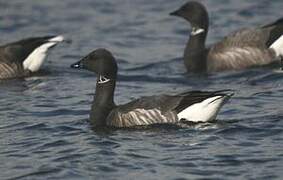 Brant Goose