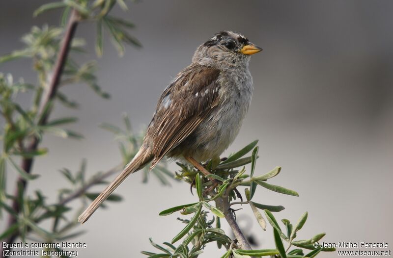 Bruant à couronne blanche