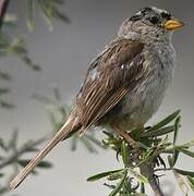 White-crowned Sparrow