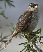 White-crowned Sparrow