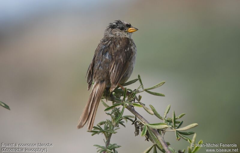 White-crowned Sparrow