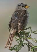 White-crowned Sparrow