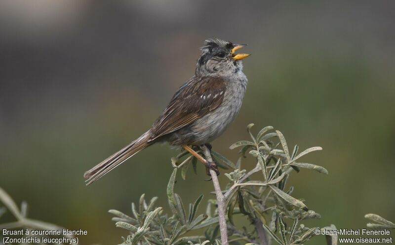 White-crowned Sparrow