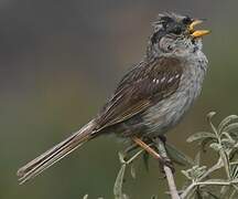 White-crowned Sparrow