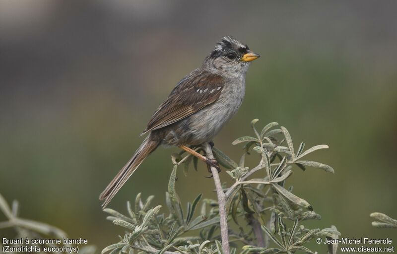 Bruant à couronne blanche