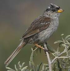 Bruant à couronne blanche