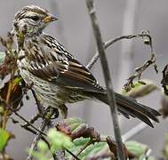 White-crowned Sparrow