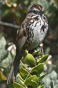 Song Sparrow