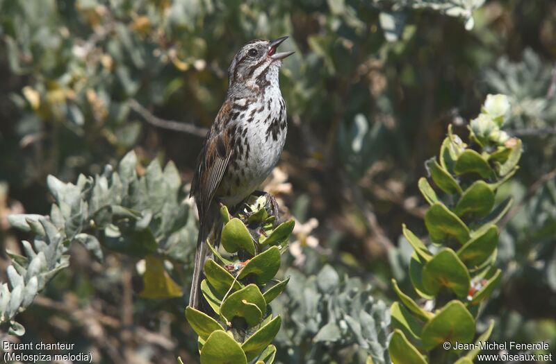 Song Sparrow