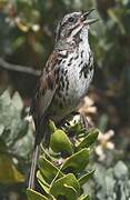 Song Sparrow