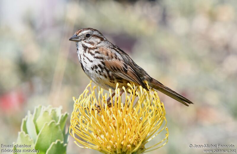 Song Sparrow