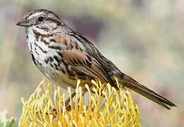 Song Sparrow