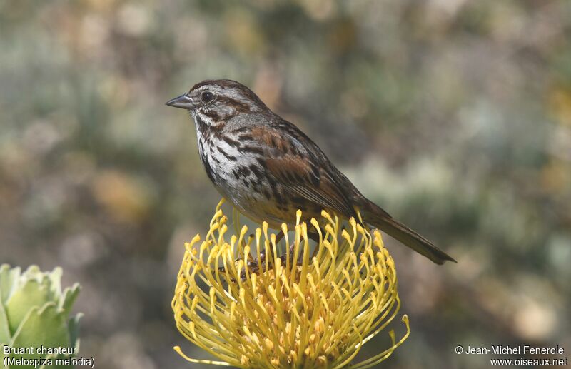 Song Sparrow