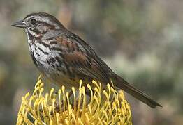 Song Sparrow