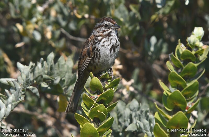 Song Sparrow