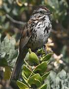 Song Sparrow