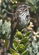 Song Sparrow