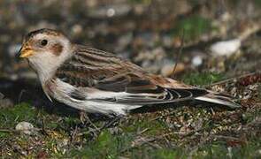 Snow Bunting