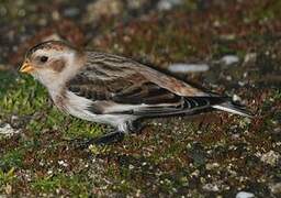 Snow Bunting