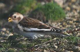 Snow Bunting