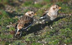 Snow Bunting