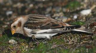 Snow Bunting