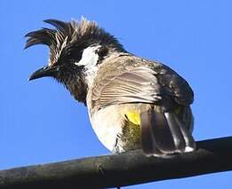 Bulbul à joues blanches