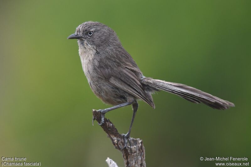 Wrentit