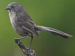 Wrentit