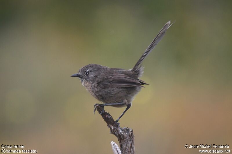 Wrentit