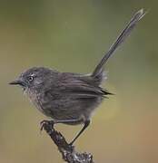 Wrentit