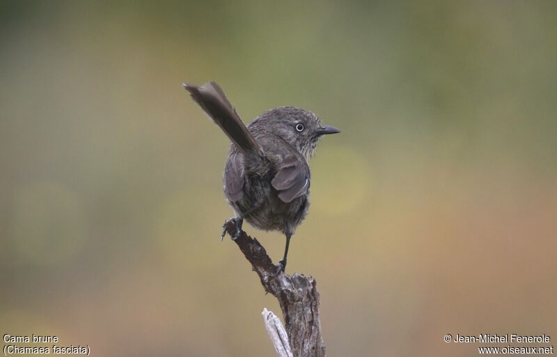 Wrentit