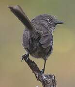 Wrentit