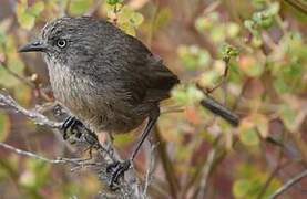 Wrentit