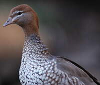 Canard à crinière